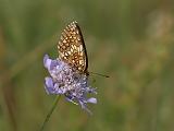 6125_Bosparelmoervlinder - Plitvice N.P. (Kroatie)